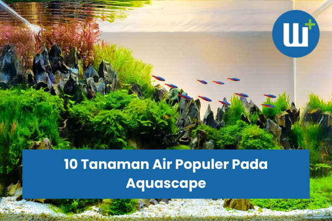 10 Tanaman Air Populer Pada Aquascape